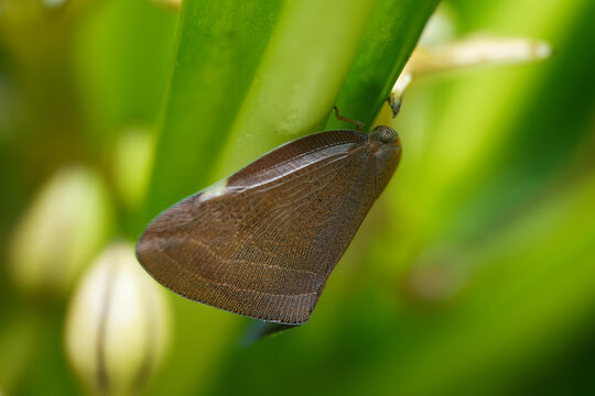 Macro of a Planthopper (Pochazia) resting on a green leaf, Mahe, Seychelles.