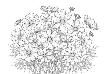 Fototapeta premium Cosmos flowers garden bouquet with multiple blooms and fine foliage coloring page