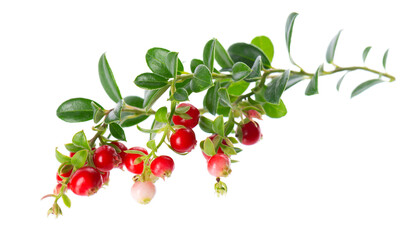 Obraz premium Fresh cowberry berries with leaves, isolated on white background. Ripe cranberry, cowberry, lingonberry. Clipping path.