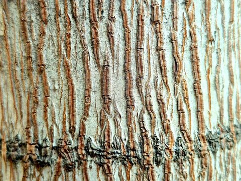 Detailed Vertical Texture of Weathered Tree Bark