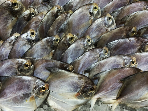 Fresh Fish Displayed on Ice