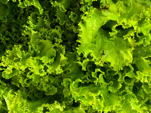 Close-up of Fresh Green Lettuce Leaves