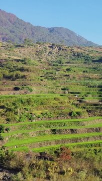 Vibrant green rice terraces cascade along mountain slopes under a clear blue sky near Bontoc and Sagada in the Philippines. Idyllic rural landscape showcasing traditional agriculture.