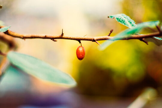 보리수 나무 열매 (Autumn oleaster fruit)