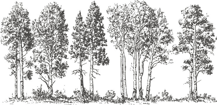 Hand drawn black and white set of tall trees with detailed branches and leaves cluster illustration