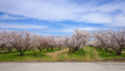 Fototapeta premium Almond orchard in bloom under a partly cloudy sky