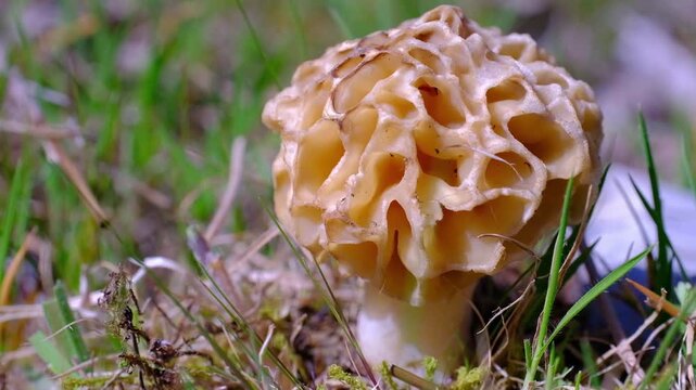 mushroom in the forest, morel mushroom