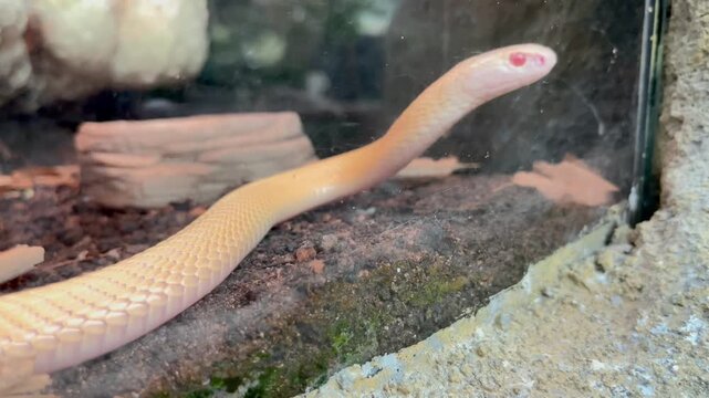 Close-up of Albino Snake Flicking Tongue in Terrarium Enclosure