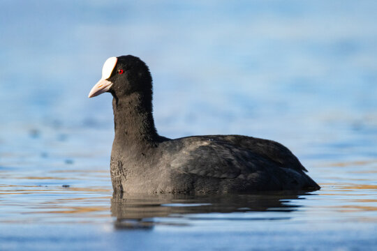 A coot (Fulica atra) has just arrived to a bird-rich bay in Southern Finland.