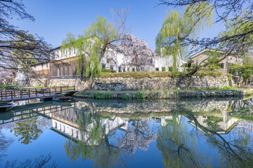 Obraz premium 近江八幡・八幡掘 桜の季節