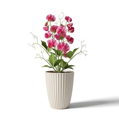 Naklejka premium Pink sweet pea plant growing in white fluted ceramic pot isolated on clean white surface