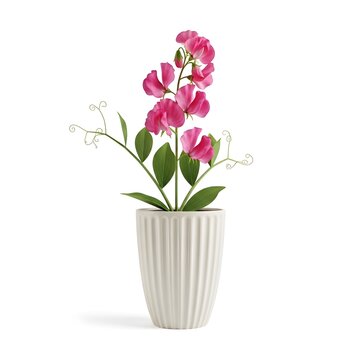 Single stem of pink sweet peas in a ribbed white pot, isolated for design