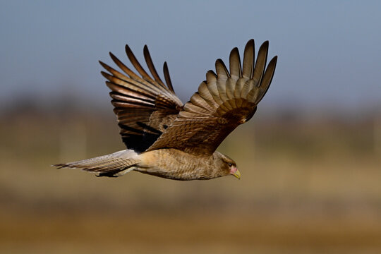 Caracara chimango in flight , La Pampa province, Patagonia , Argentina