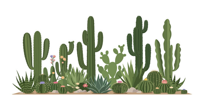 Set of Various Desert Cacti and Succulent Plants Illustration