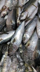 Obraz premium fresh fish on the market 