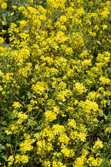 Obraz premium Field of vibrant yellow Wild Mustard (Sinapis arvensis) flowers blooming in the sunshine.