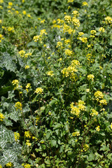 Obraz premium Field of vibrant yellow Wild Mustard (Sinapis arvensis) flowers blooming in the sunshine.