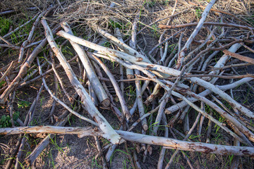 Scattered dry tree branches and sticks on the ground © BTG