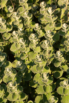 Close-up of Grecian Horehound (Ballota pseudodictamnus) with woolly silver-green leaves in natural sunlight.