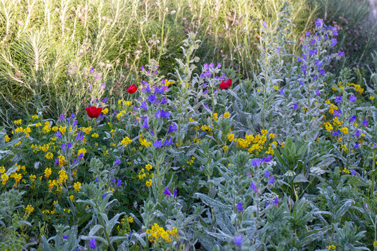 Wildflower meadow with purple Viper's Bugloss, yellow Dyer's Broom and red Poppies in spring sunlight.