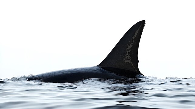 Orca dorsal fin emerges from the calm ocean surface.