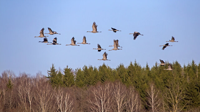 A flock of cranes flying across the blue sky above a spring forest. Common crane or Eurasian crane (Grus grus).