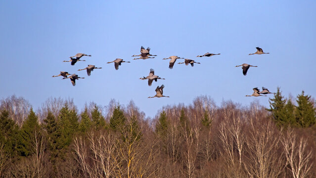 A flock of cranes flying across the blue sky above a spring forest. Common crane or Eurasian crane (Grus grus).