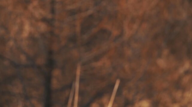 枯草の中の静かな沼