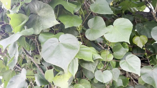 Medicinal Plant Brotowali