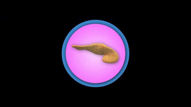 3d Human Pancreas organ icon isolated on black background