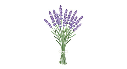 Fototapeta premium Beautiful Hand Drawn Bouquet of Lavender Flowers Isolated on White Background