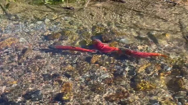 close up of red Kokanee salmon swimming in spawning in small stream in Utah