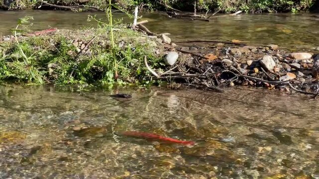 close up of red Kokanee salmon swimming in spawning in small stream in Utah