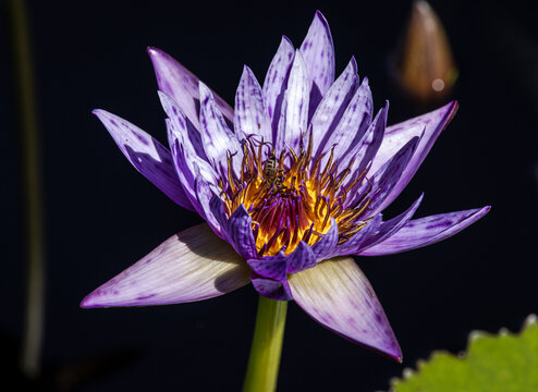Nymphaea 'Rhonda Kay'  Purple Water Lily (Nymphaeaceae)