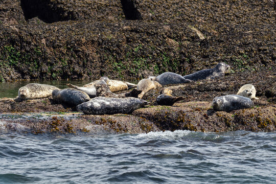 Harbor seals resting together on rocky shoreline in Canada