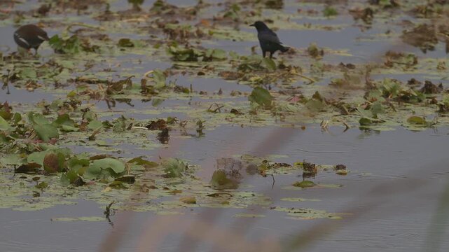 American Alligator Feeding on Invertebrates From Leaves With Common Gallinule and Grackle Foraging in Background
