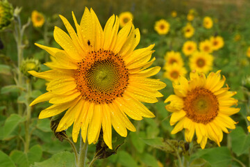 Obraz premium A field of sunflowers in bloom, Sainte-Apolline, Québec, Canada
