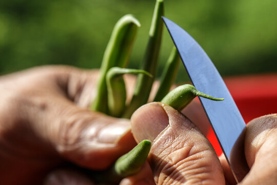 Hand erntet gr&uuml;ne Bohnen im Garten mit Messer, Nahaufnahme, frisches Gem&uuml;se, nachhaltige Ern&auml;hrung, Selbstversorgung
