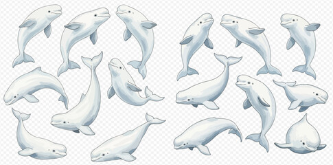 Set of beluga whales in various poses, isolated on a transparent background, depicting marine life and arctic animals. © Akun