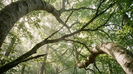 Fototapeta premium Interlaced woodland canopy over a quiet sunlit clearing, moss-coated branches weaving a sprawling green ceiling with golden rays, atmospheric old forest study and expansive upward perspective