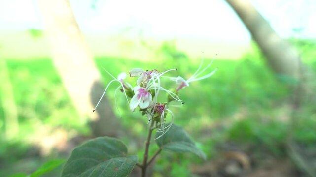 Delicate white and pink clerodendrum flower with green background natural setting focus on bloom nature photography