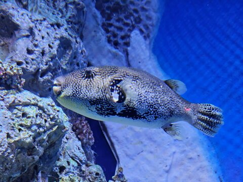 Starry Pufferfish. In this side-profile shot, the Starry Pufferfish is seen gliding past a coral reef structure. This species is one of the largest types of pufferfish and is easily identified by its 