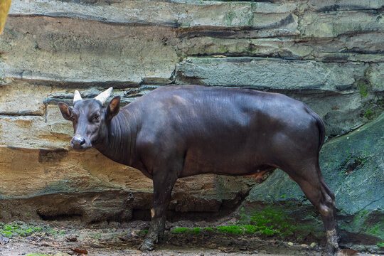 Anoa looking toward camera in natural environment