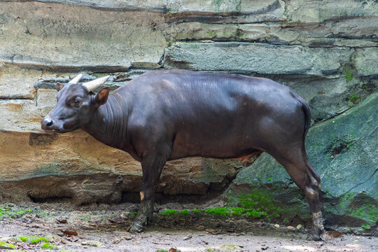 Anoa standing near rocky wall in natural enclosure