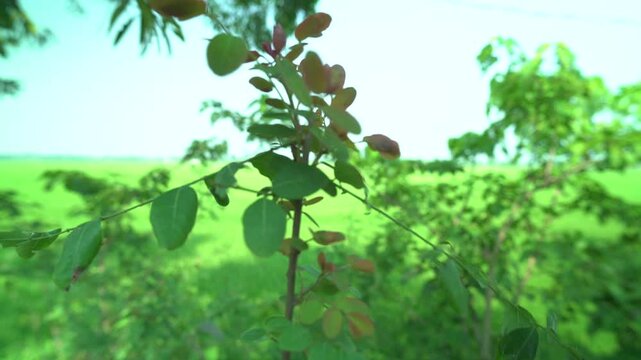 Young plant sapling close up growing in a green field rural area during daytime offering tranquility and natural scenery