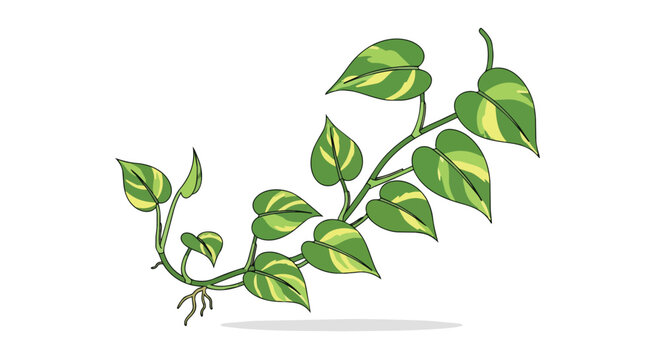 Illustration of a Pothos Vine with Variegated Leaves and Roots