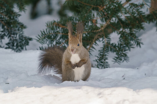 Ezo squirrel standing on snow field in Hokkaido, Japan