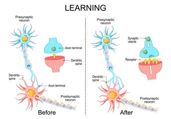 Learning process and Neuroplasticity