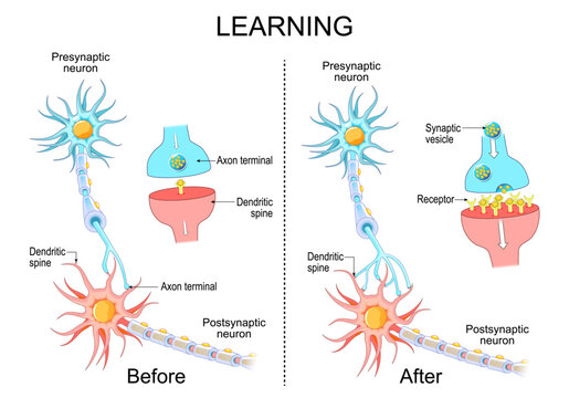 Learning process and Neuroplasticity