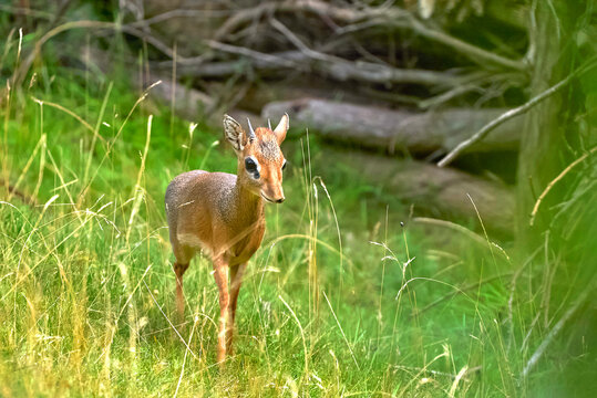 Kirk's dik-dik in the zoo 